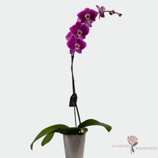 Phalaenopsis Orchid In Ceramic Pot