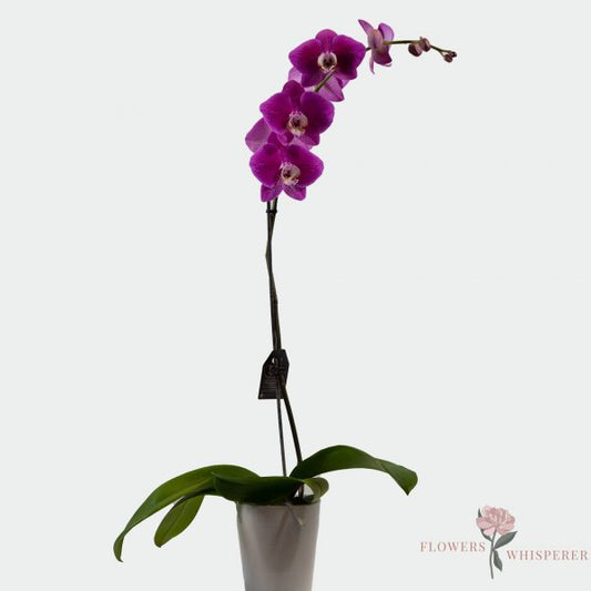 Phalaenopsis Orchid In Ceramic Pot